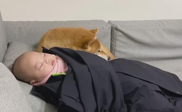给小婴儿盖被子，毛孩吃醋抢占被角：谁还不是个宝宝了